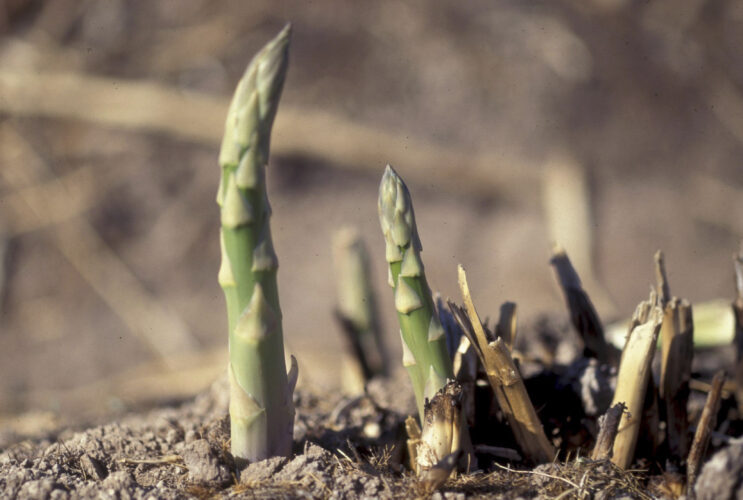 Asparagus in the garden takes its time but is worth the wait